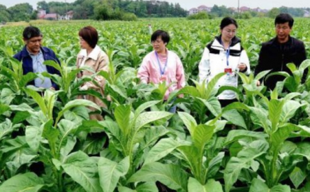 江西吉安：生物質烘烤 “點燃” 煙葉產業綠色轉型之路